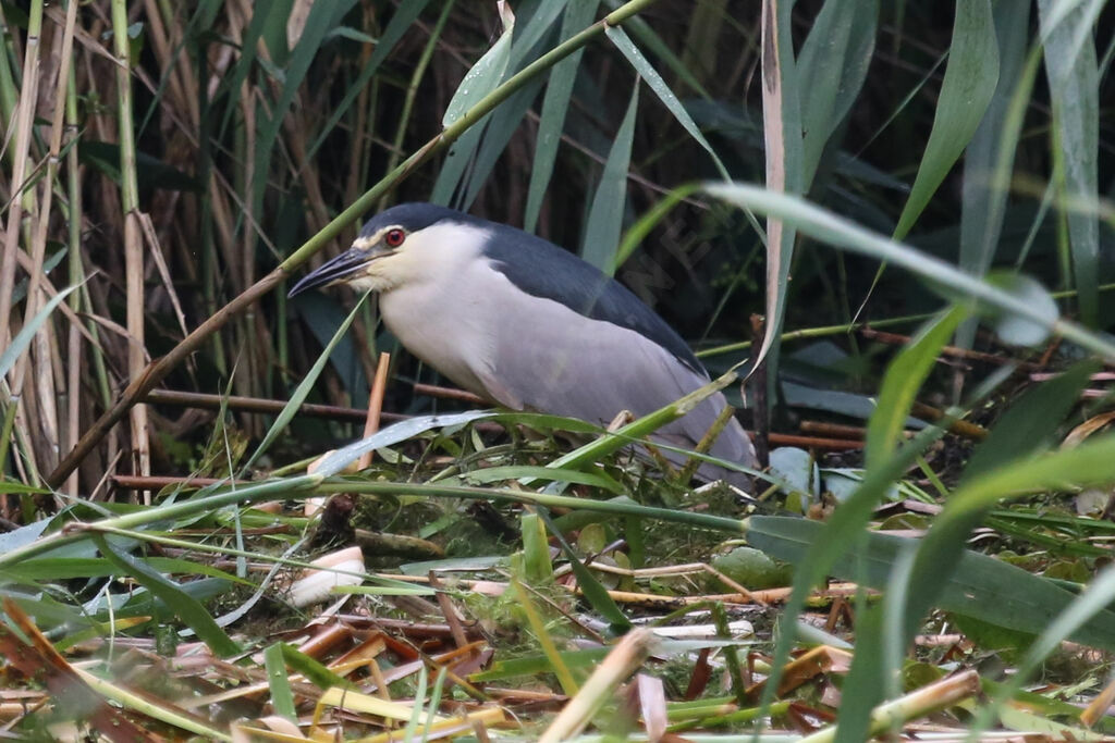 Black-crowned Night Heron