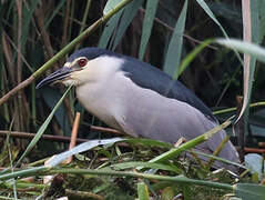 Black-crowned Night Heron