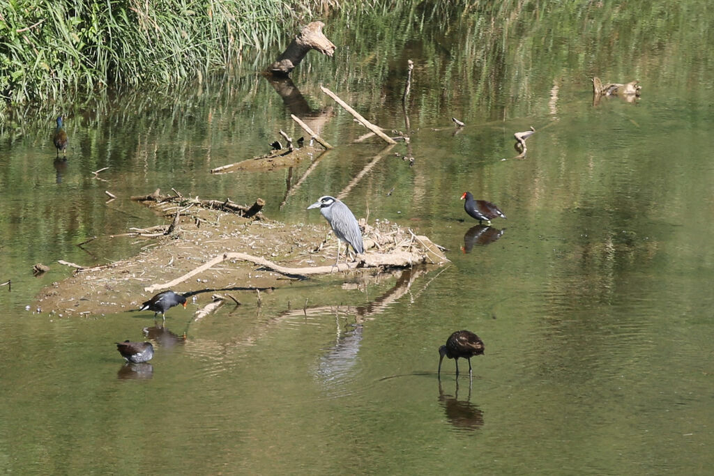 Yellow-crowned Night Heron