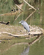 Yellow-crowned Night Heron