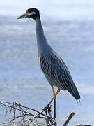 Yellow-crowned Night Heron