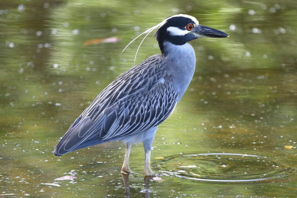 Yellow-crowned Night Heron