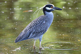 Yellow-crowned Night Heron