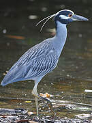 Yellow-crowned Night Heron