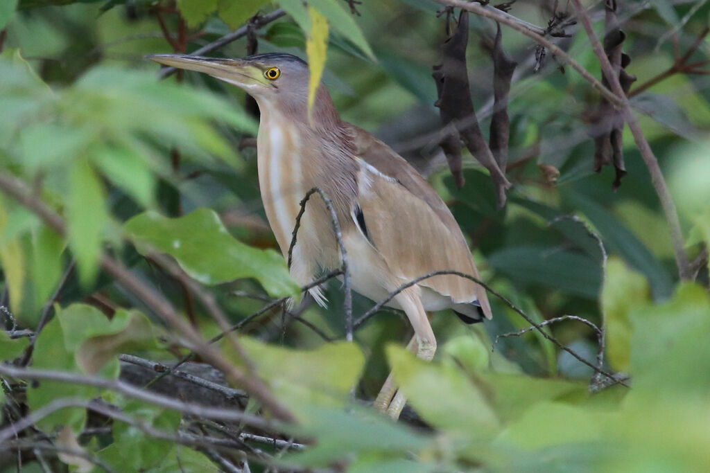 Yellow Bittern