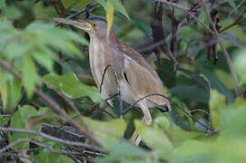 Yellow Bittern