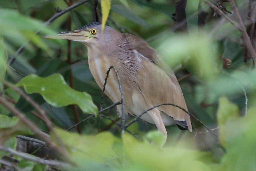 Yellow Bittern