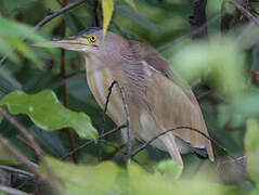 Yellow Bittern