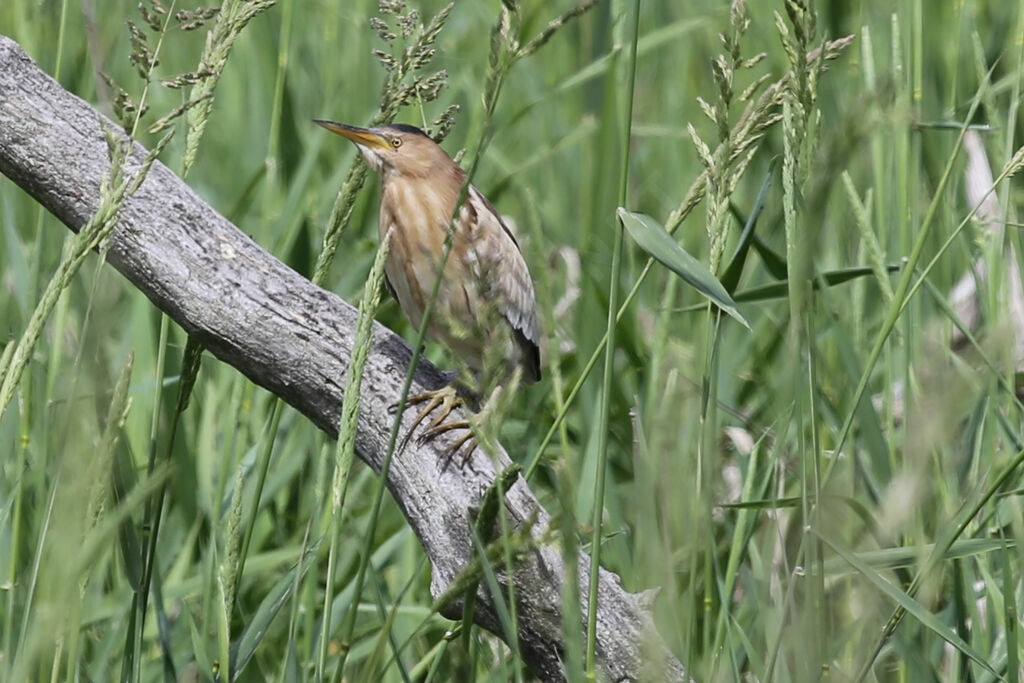 Little Bittern