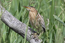 Little Bittern