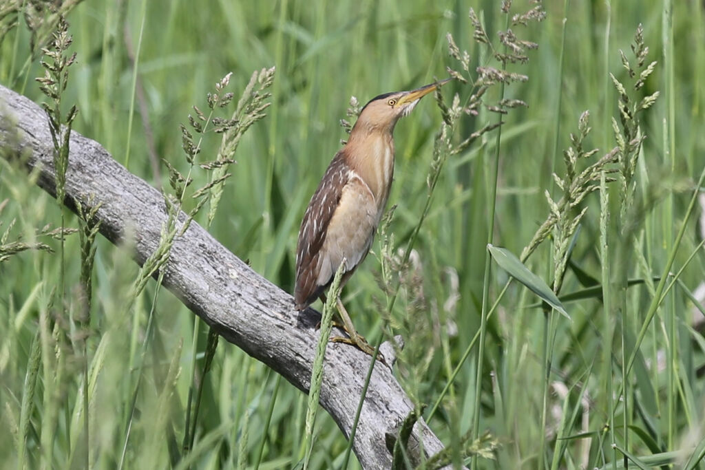 Little Bittern