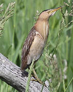 Little Bittern