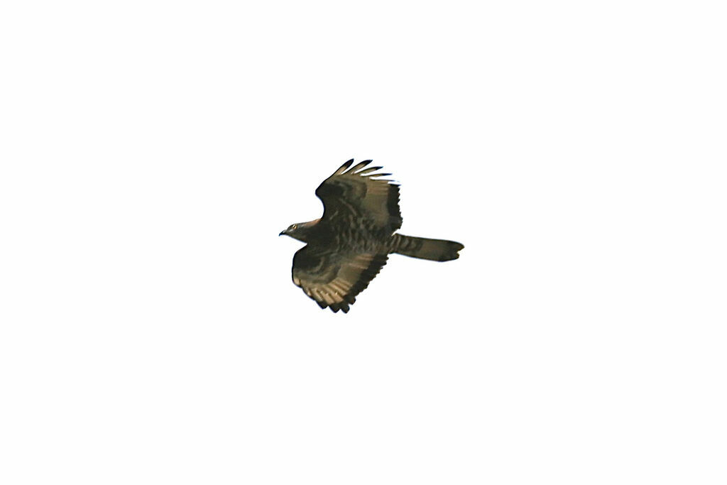 European Honey Buzzard