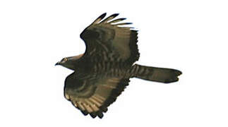 European Honey Buzzard