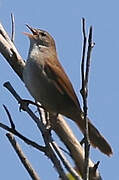 Cetti's Warbler