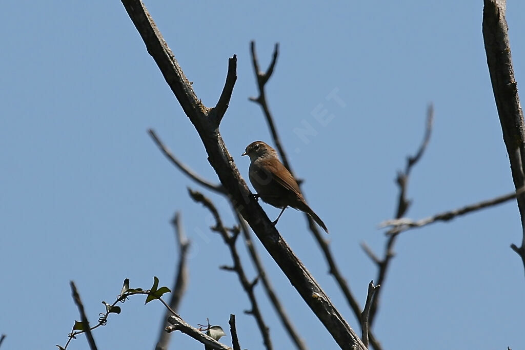 Bouscarle de Cetti