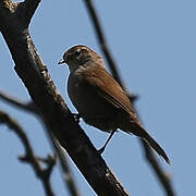 Cetti's Warbler