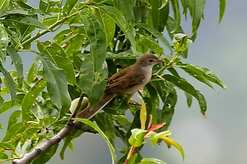 Cetti's Warbler