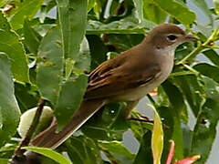 Cetti's Warbler