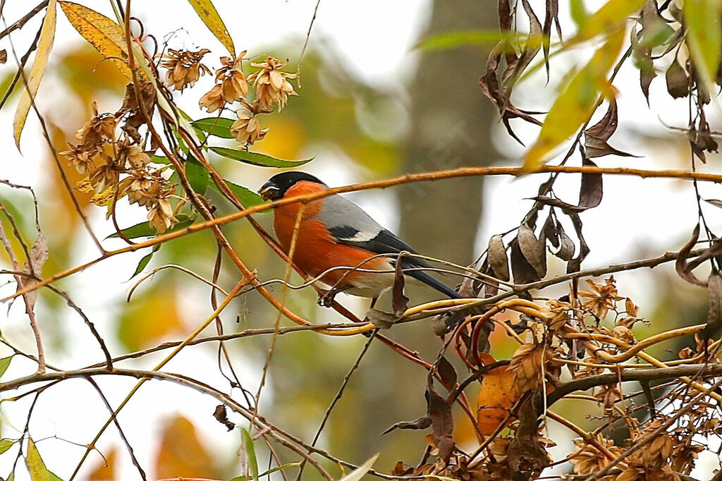 Eurasian Bullfinch