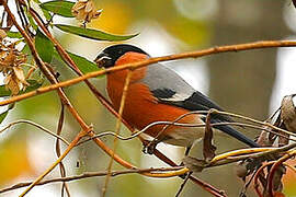 Eurasian Bullfinch