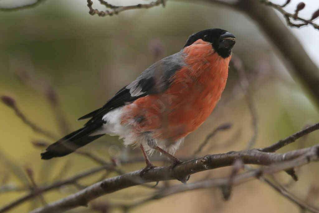 Eurasian Bullfinch