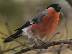 Eurasian Bullfinch