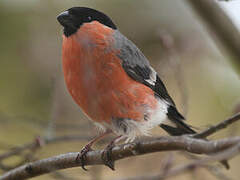 Eurasian Bullfinch