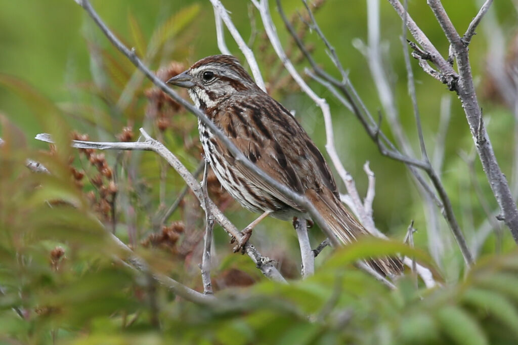 Song Sparrow