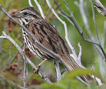 Song Sparrow