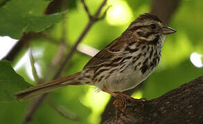 Song Sparrow