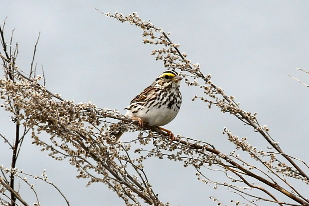 Savannah Sparrow