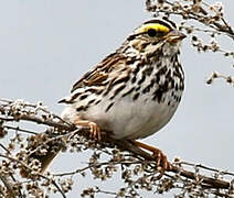 Savannah Sparrow