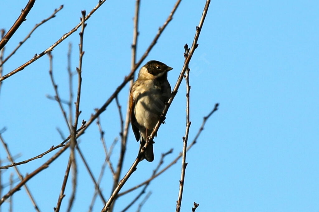 Common Reed Bunting