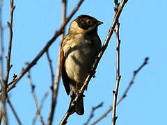 Common Reed Bunting