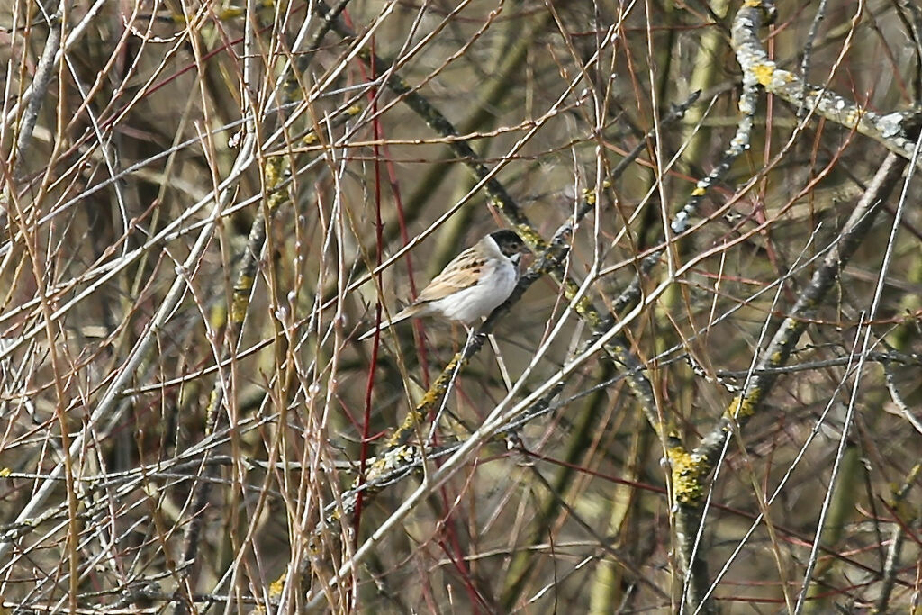 Bruant des roseaux