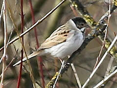 Common Reed Bunting