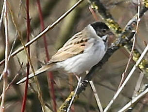 Bruant des roseaux