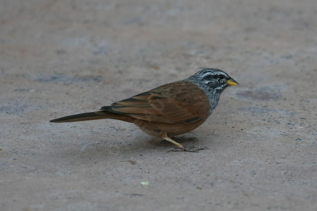 Bruant du Sahara