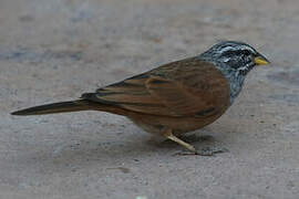 House Bunting