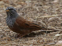 House Bunting