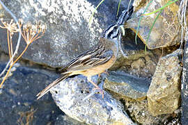 Rock Bunting