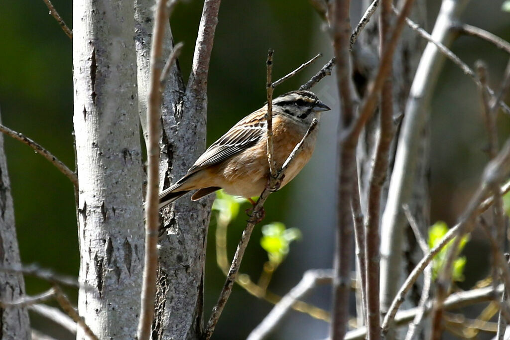 Rock Bunting