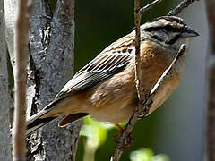 Rock Bunting