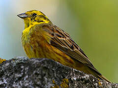 Yellowhammer