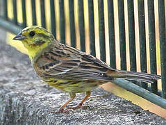 Yellowhammer