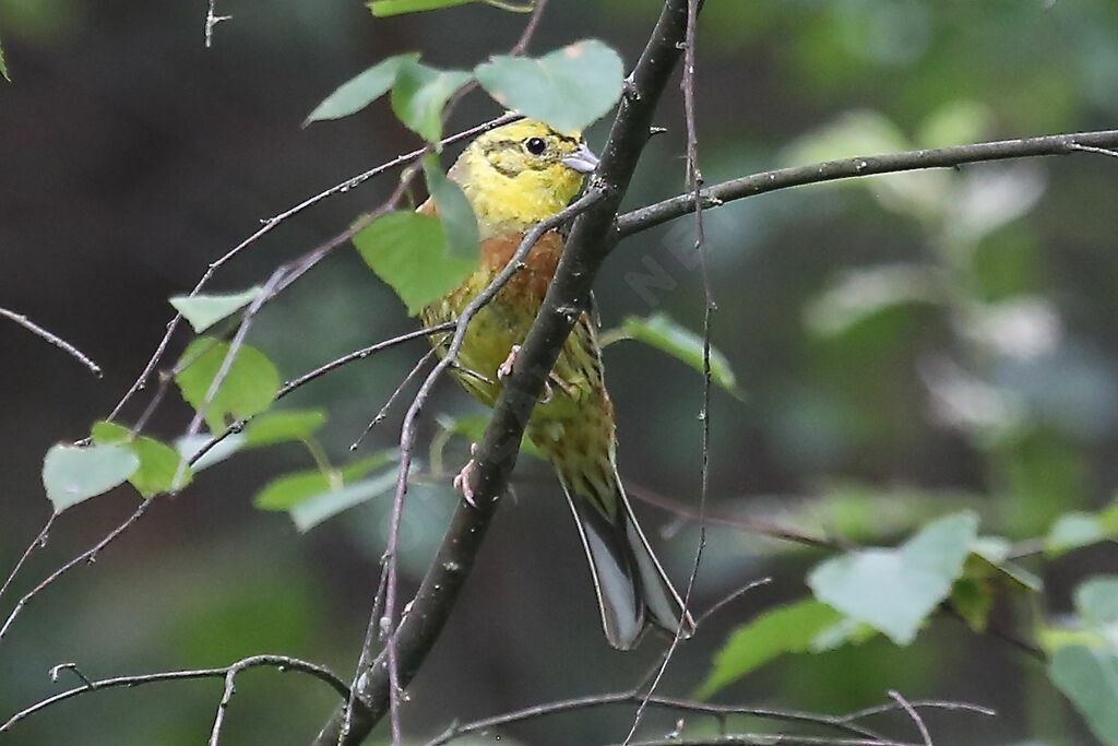 Yellowhammer