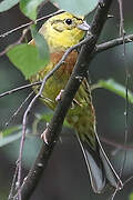 Yellowhammer