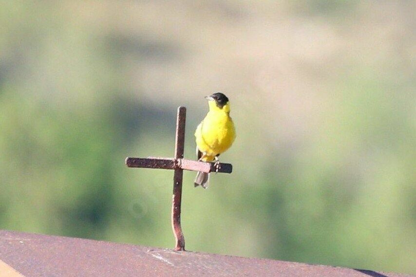 Black-headed Bunting