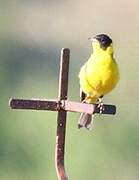 Black-headed Bunting